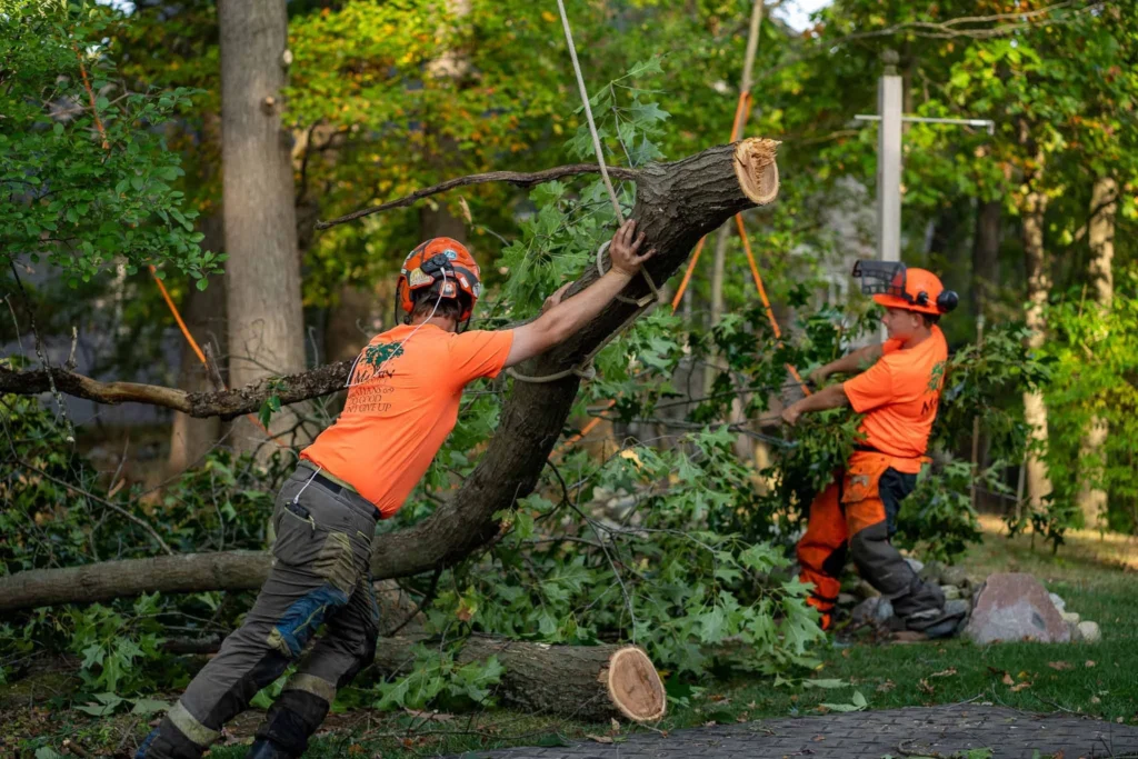 Tree Cutting Services for Safe and Efficient Tree Removal Tree Cutting